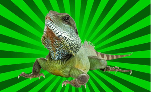 an iguana